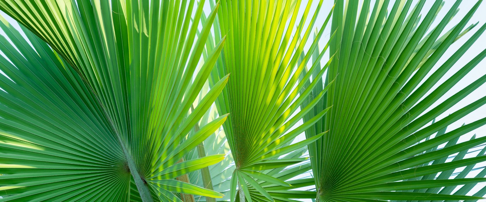 Blatt der Prunifera Palme